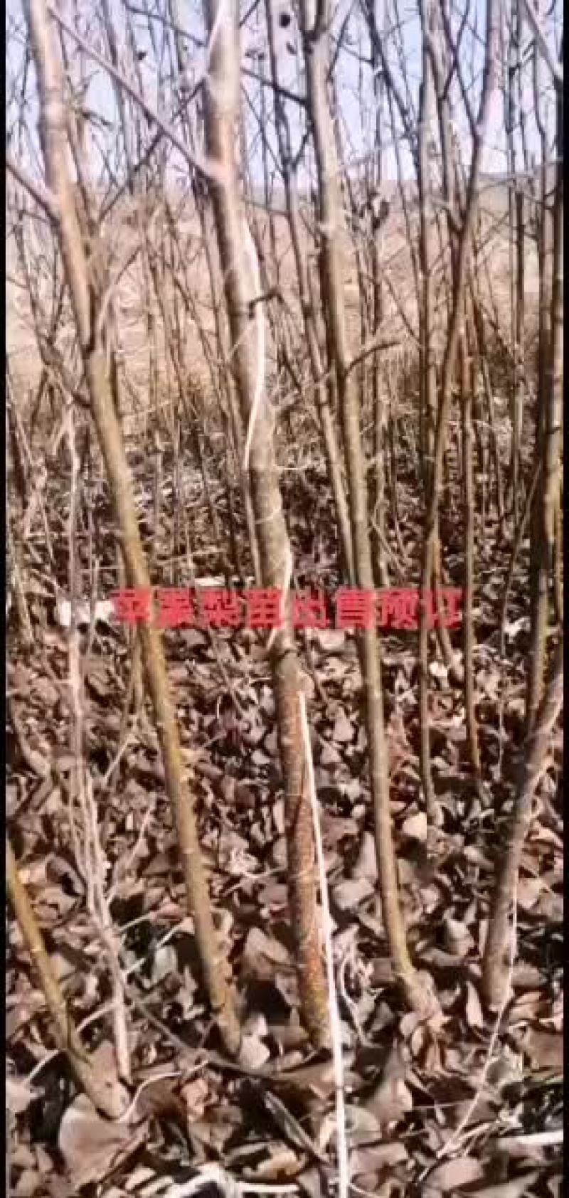 苹果梨苗出售预订量大优惠