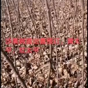 沙果苗出售预订黄太平，红太平