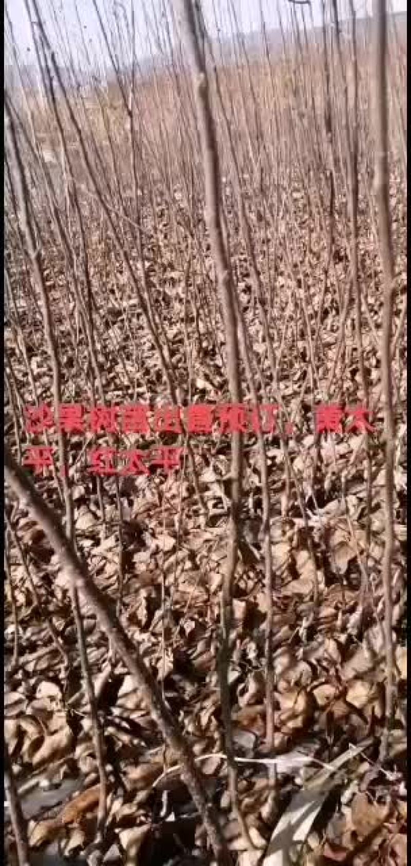 沙果苗出售预订黄太平，红太平