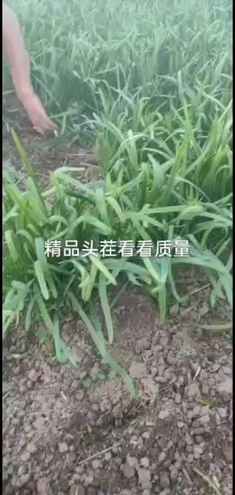 精品大叶头茬和二茬韭菜
