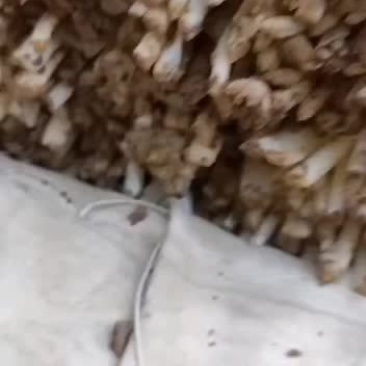 精品大叶头茬和二茬韭菜
