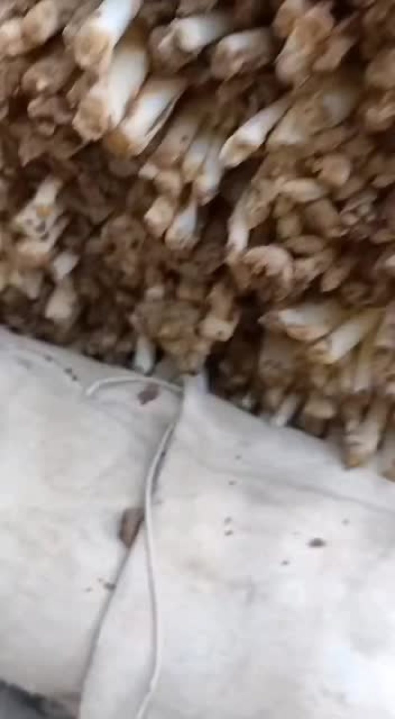 精品大叶头茬和二茬韭菜