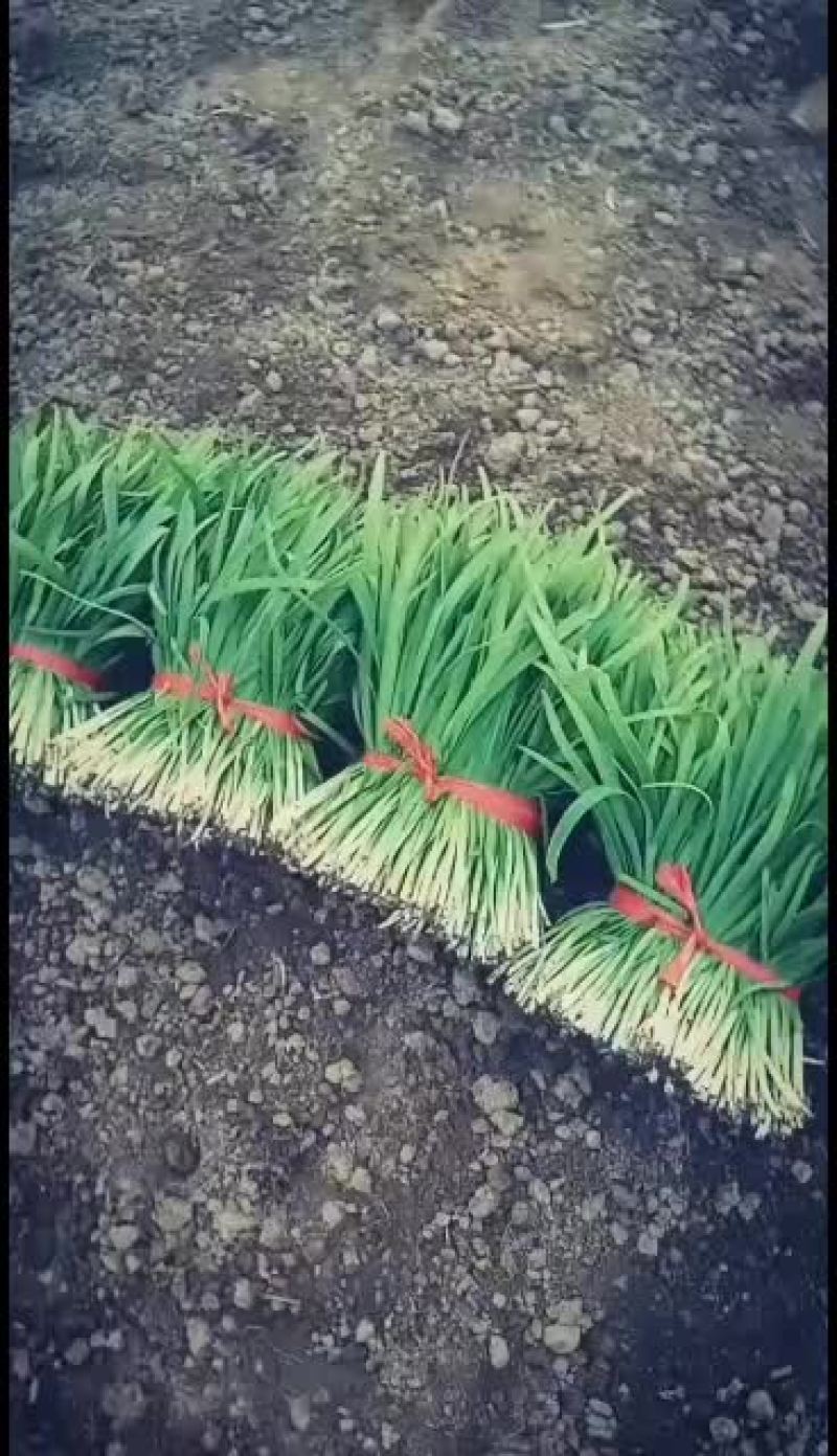 精品大叶头茬和二茬韭菜