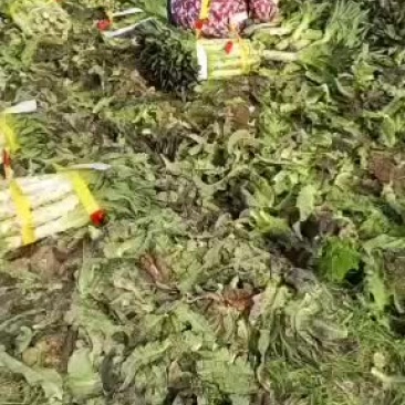 红尖叶精品莴笋，大量上市欢迎各位老板来合