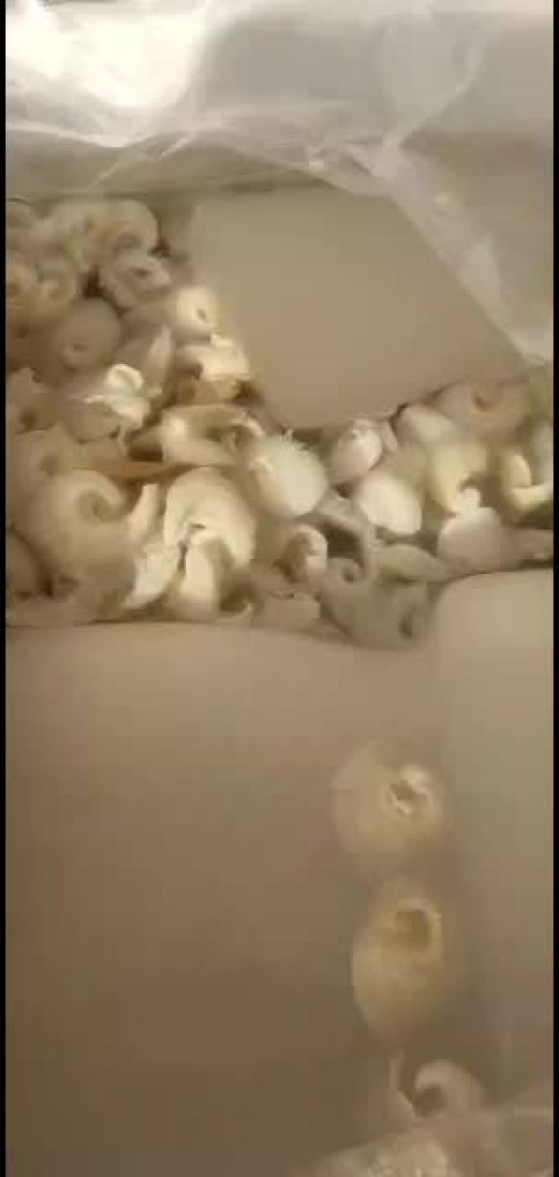 各规格水发金勾翅鱼翅翅针牙拣翅肉翅花胶小龙胶