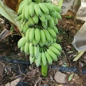 海南粉蕉大量上市欢迎订购