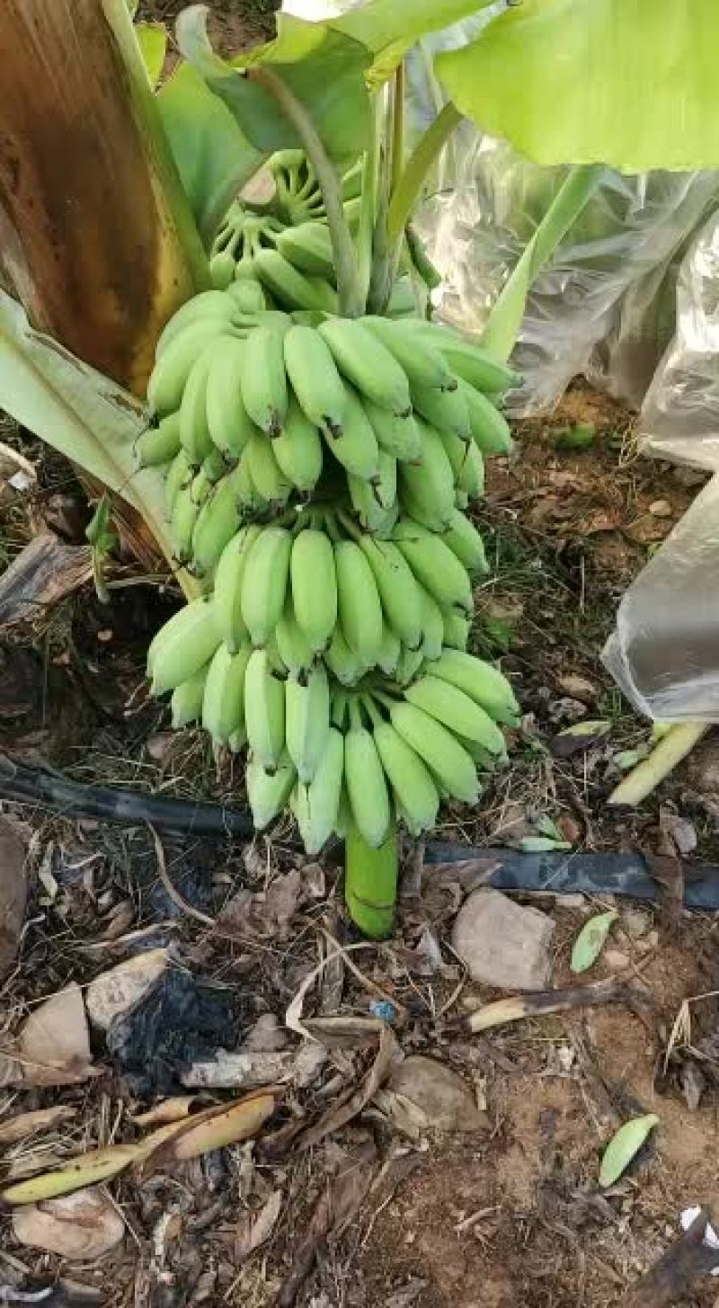 海南粉蕉大量上市欢迎订购