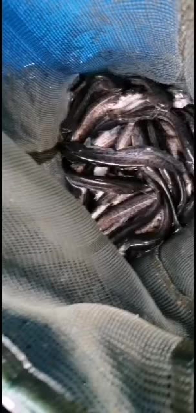 杂交大口鲶鱼苗供应，欢迎养鱼老板来电洽谈订购！谢谢！