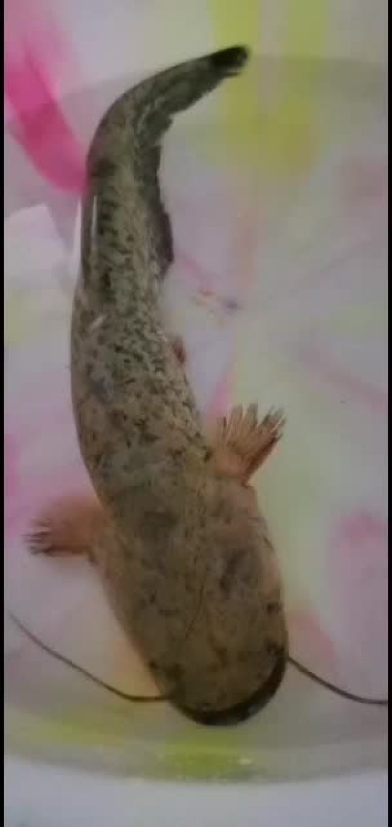 杂交大口鲶鱼苗供应，欢迎养鱼老板来电洽谈订购！谢谢！