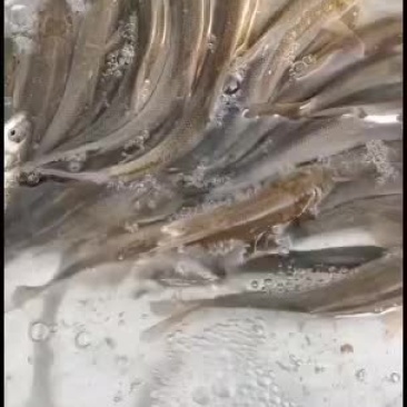 杂交大口鲶鱼苗供应，欢迎养鱼老板来电洽谈订购！谢谢！