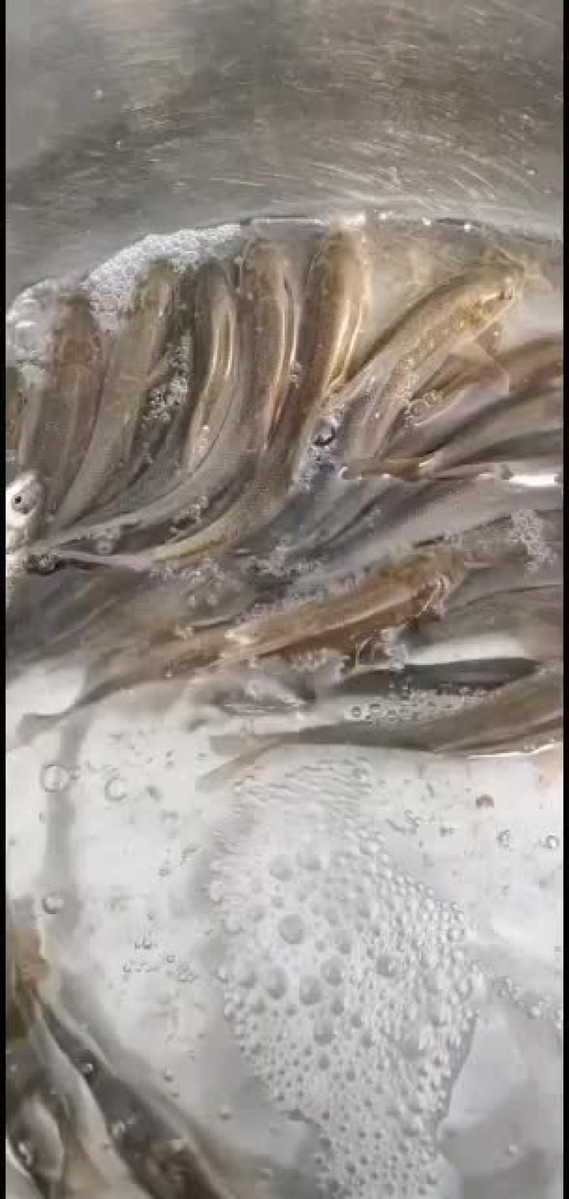 杂交大口鲶鱼苗供应，欢迎养鱼老板来电洽谈订购！谢谢！
