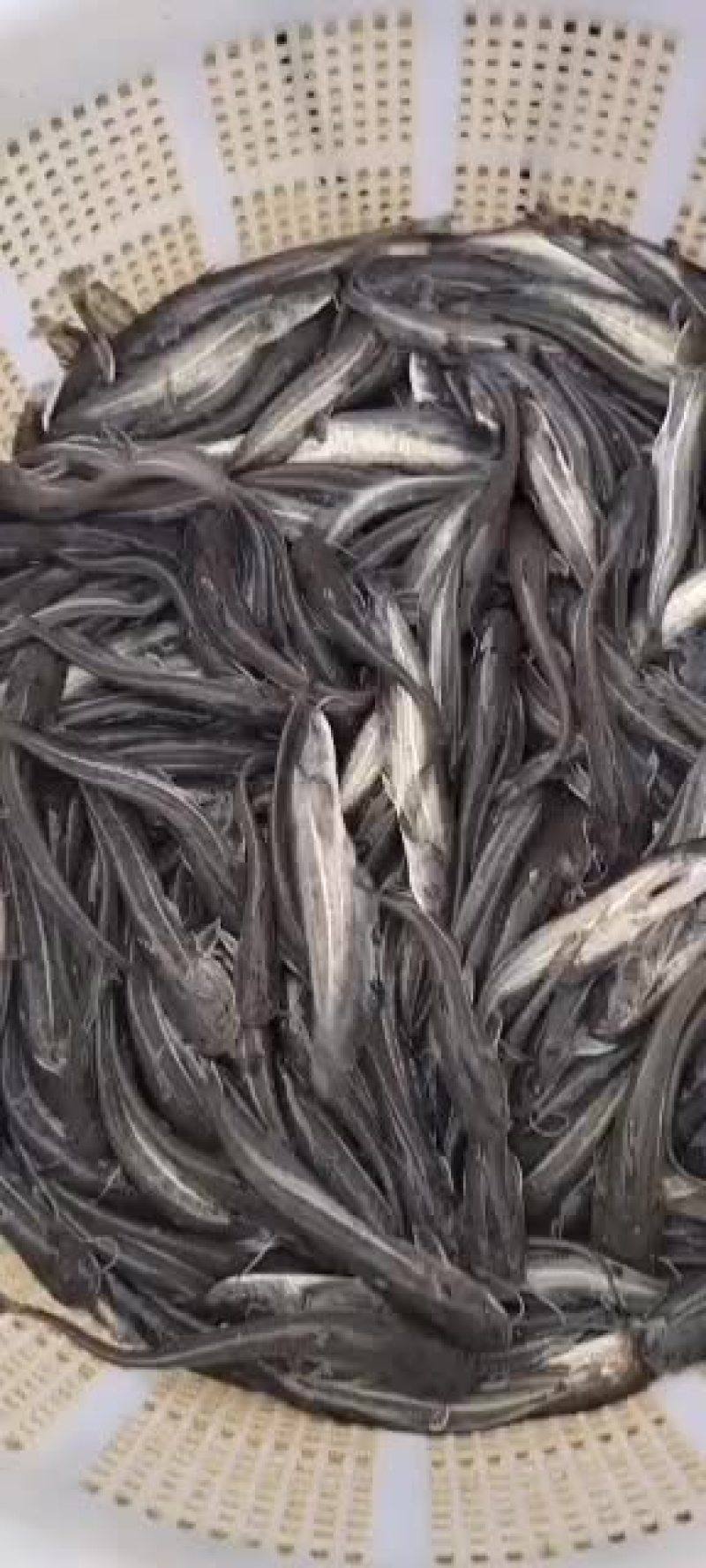 杂交大口鲶鱼苗供应，欢迎养鱼老板来电洽谈订购！谢谢！