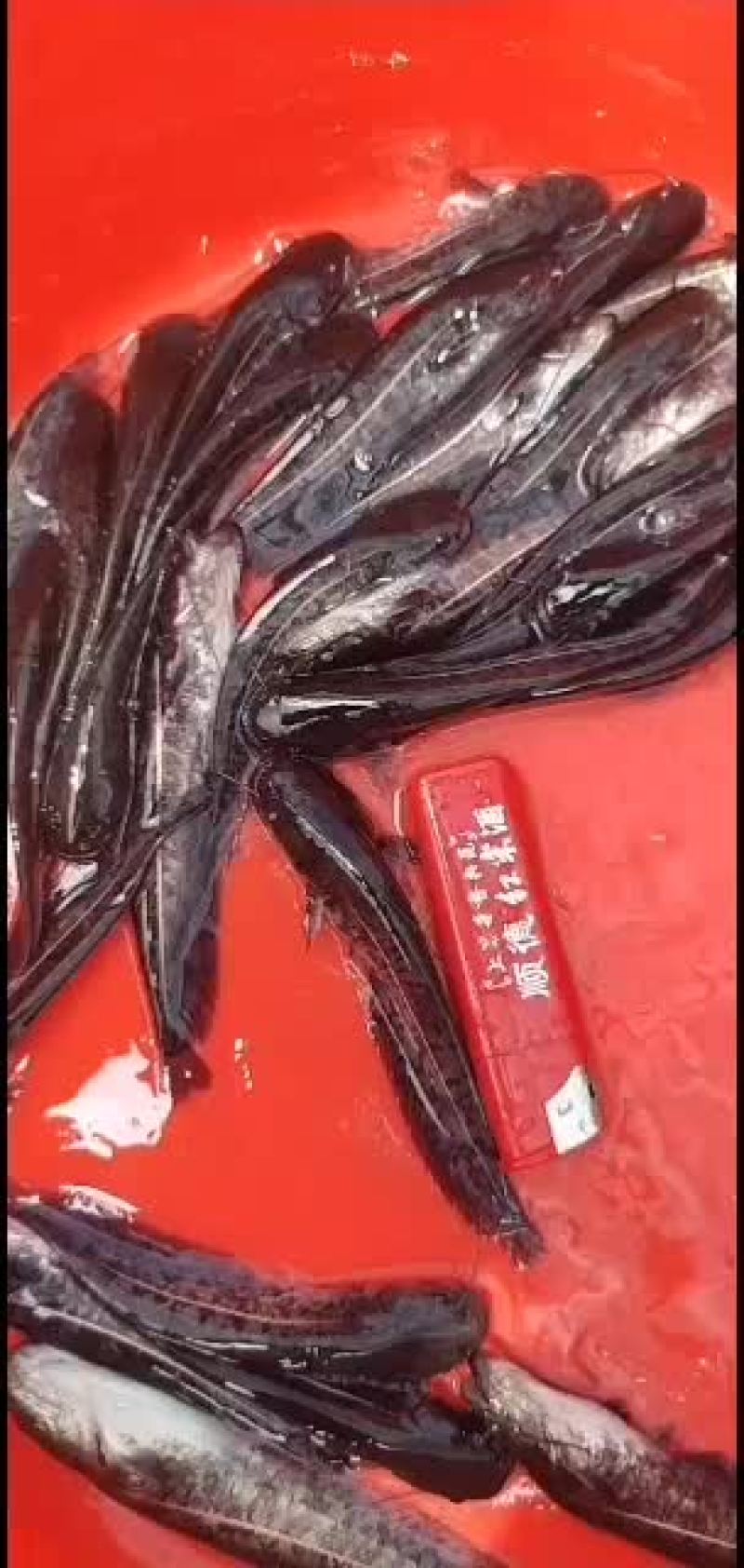 杂交大口鲶鱼苗供应，欢迎养鱼老板来电洽谈订购！谢谢！