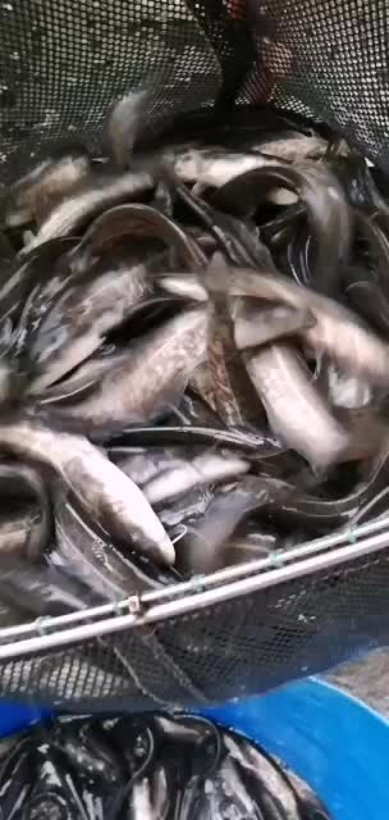 杂交大口鲶鱼苗供应，欢迎养鱼老板来电洽谈订购！谢谢！