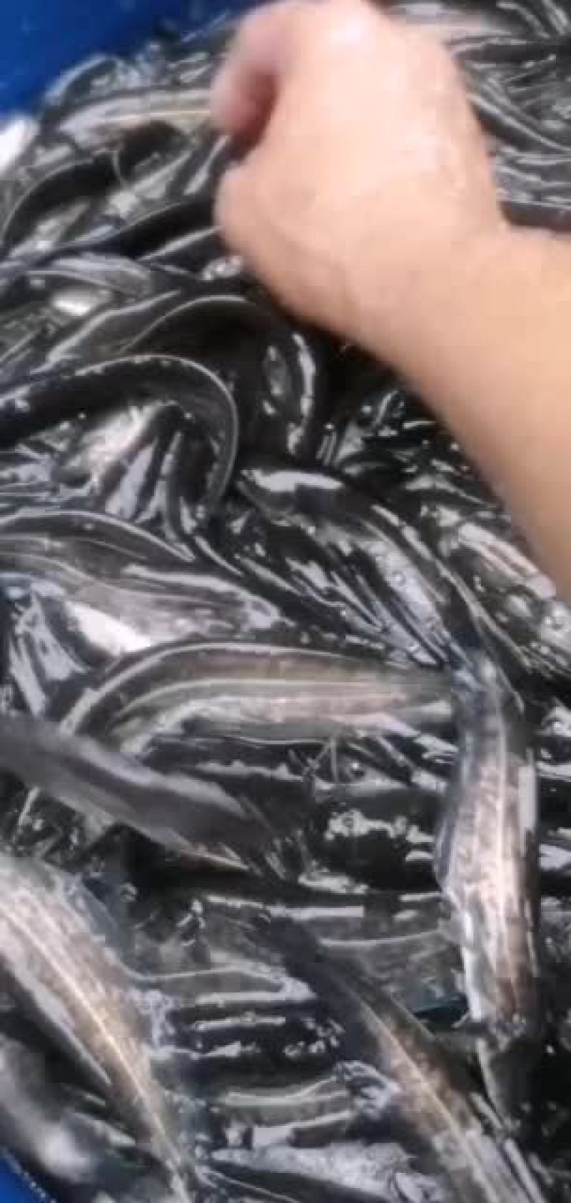 杂交大口鲶鱼苗供应，欢迎养鱼老板来电洽谈订购！谢谢！