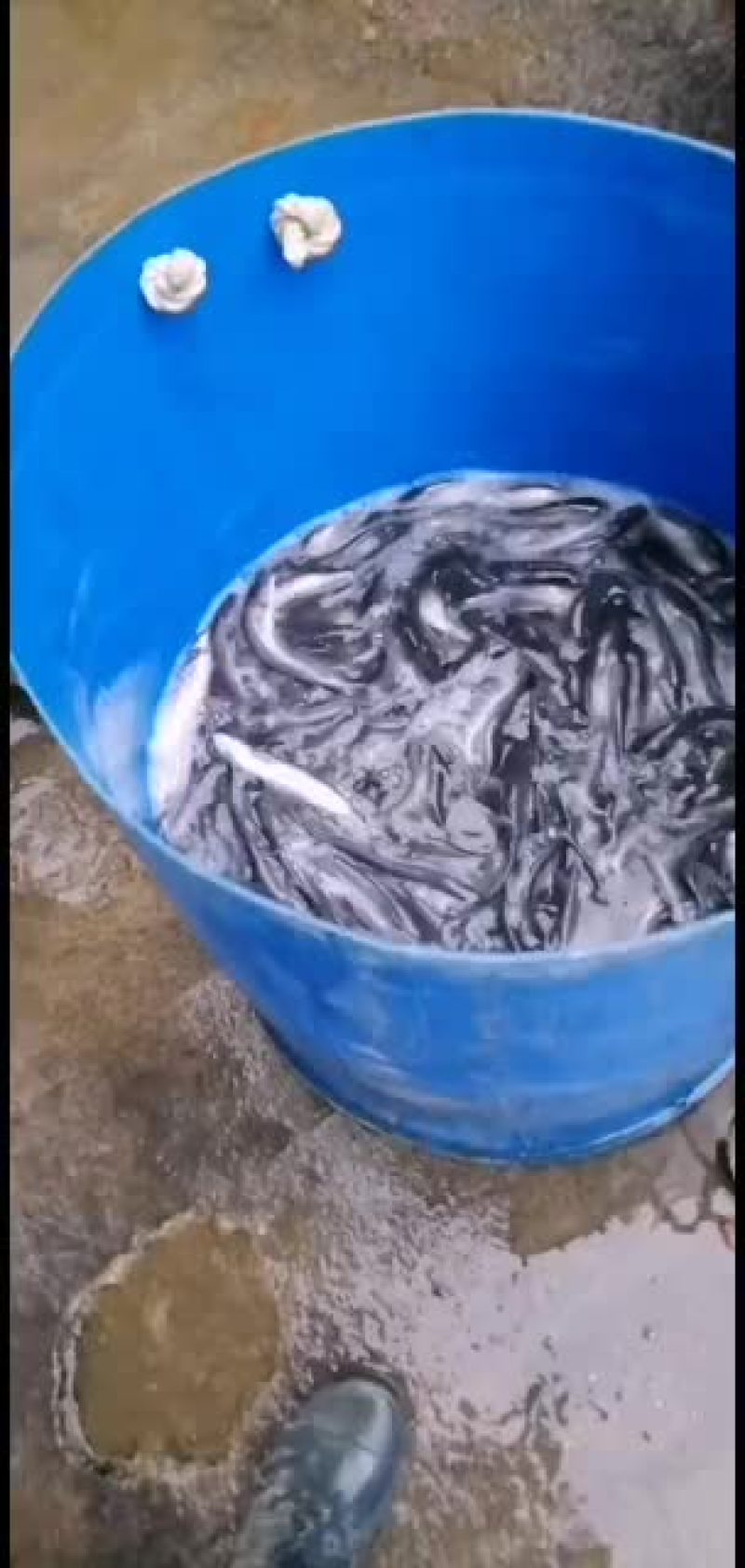 杂交大口鲶鱼苗供应，欢迎养鱼老板来电洽谈订购！谢谢！
