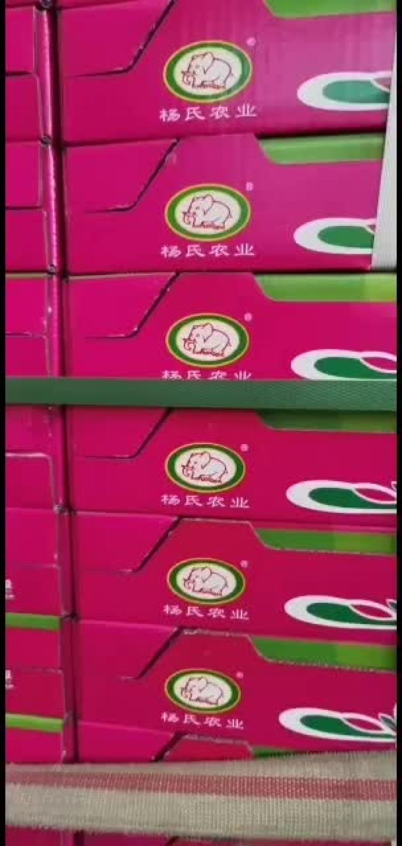 大象牌精品猕猴桃精品礼品盒大量走货