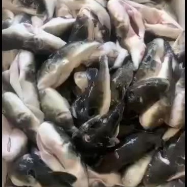 海水活杀河豚无毒处理好的