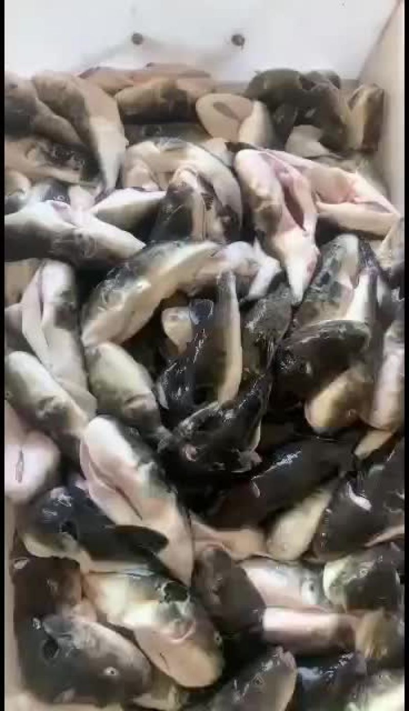 海水活杀河豚无毒处理好的