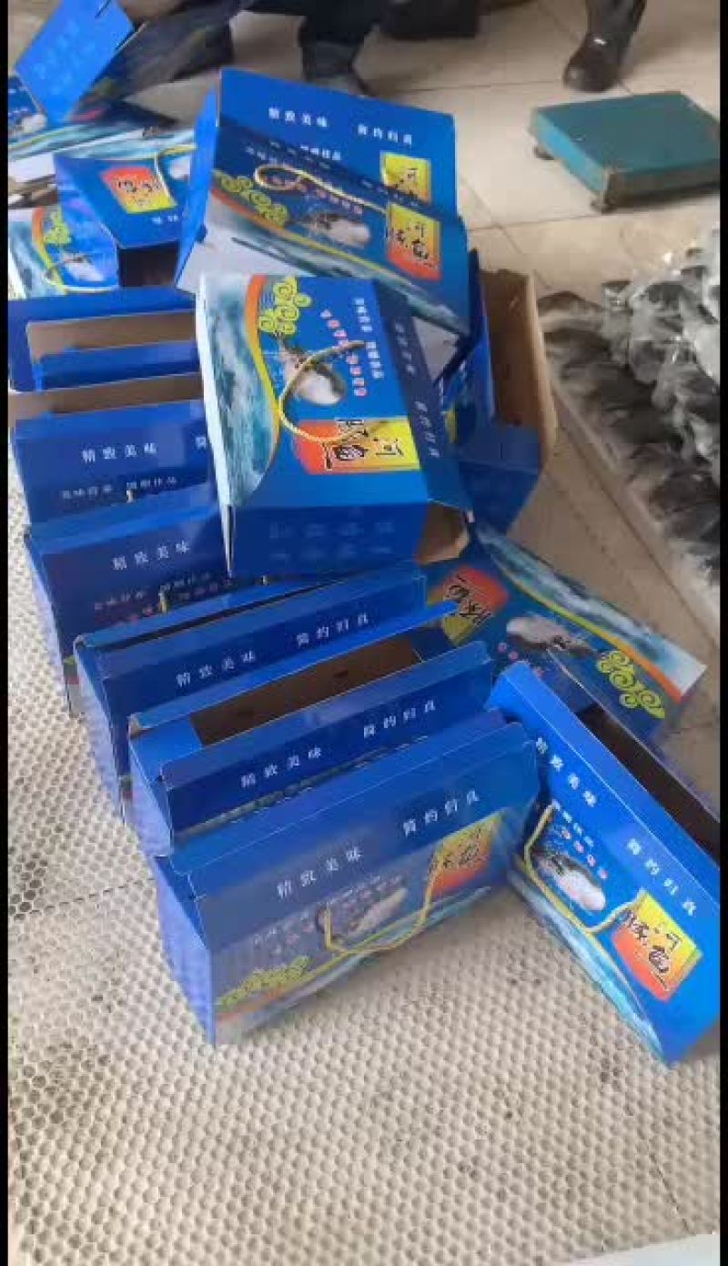 现杀河豚鱼礼盒装四条无毒送礼佳品