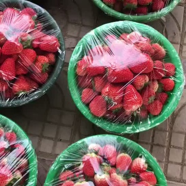 巧克力奶油草莓自己种植7年