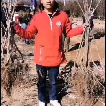 俄罗斯八号大樱桃苗，自家基地现起苗现发货