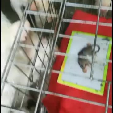 小下司犬猎性好，看懂的老铁们来