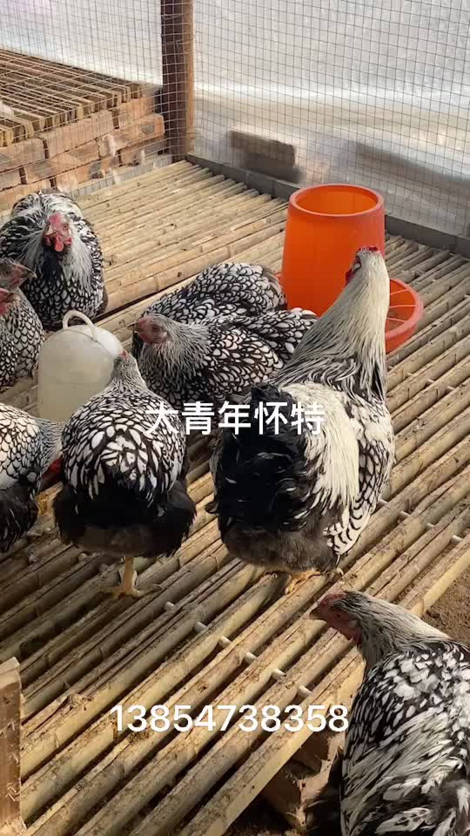 [种蛋批发]漂亮的观赏鸡怀特种鸡 种蛋 种鸡自养自销价格20.