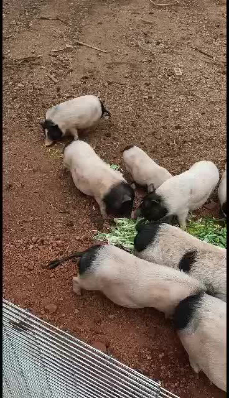 长期出售巴马香猪，广西巴马香猪生态养殖