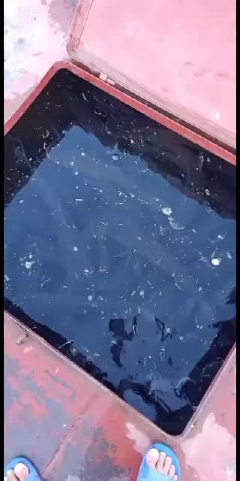 全生态网箱大小花鲢鱼