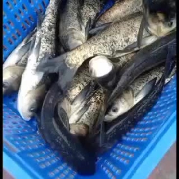 全生态网箱大小花鲢鱼