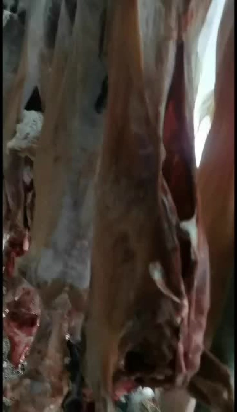 羊白条，鲜羊肉，纯干无水。全国配送，需要的联系
