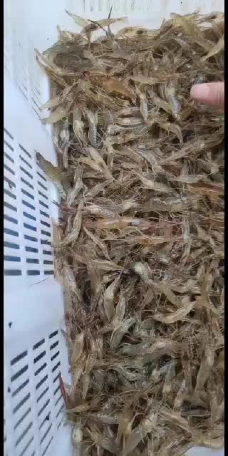 全生态河边大小河虾子