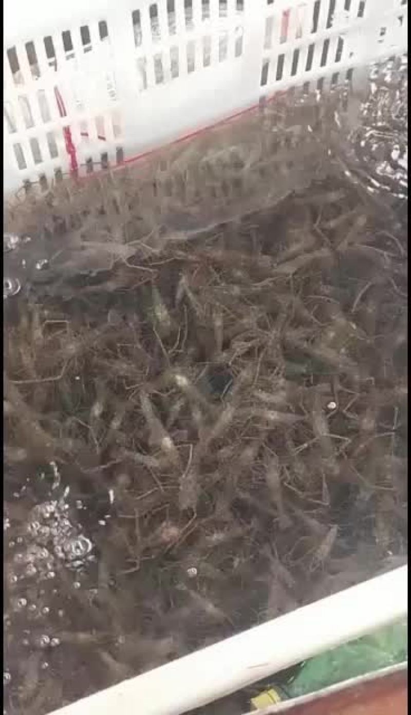 全生态河边大小河虾子