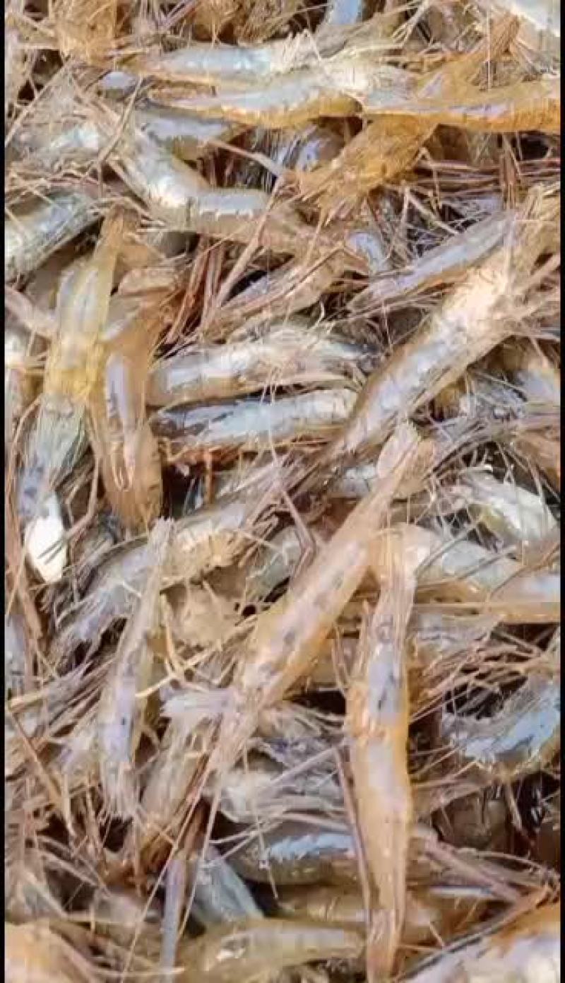 全生态河边大小河虾子