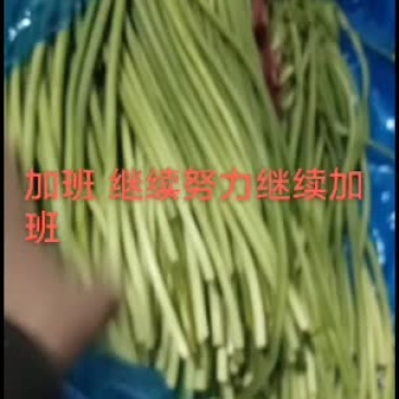 蒜苔大量入出库现在订库中要联系