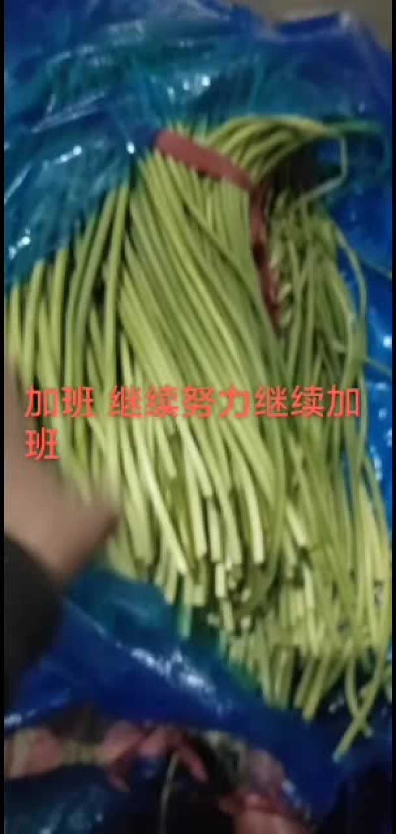 蒜苔大量入出库现在订库中要联系