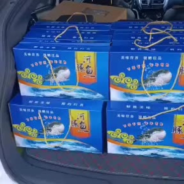 海水河豚鱼批发零售欢迎骚扰