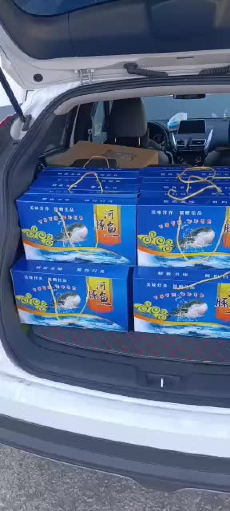 海水河豚鱼批发零售欢迎骚扰
