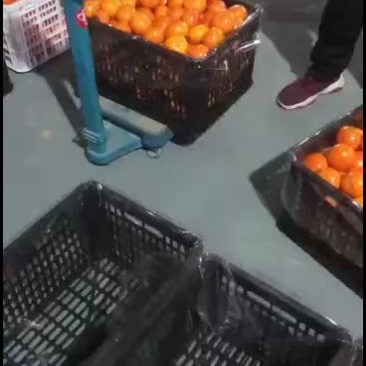 广西沃柑过年送礼佳品