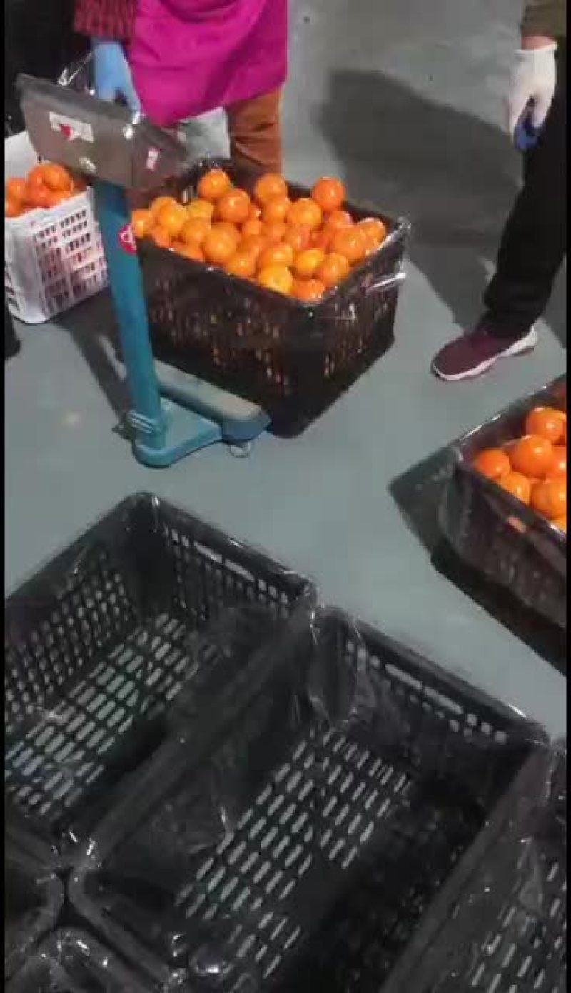 广西沃柑过年送礼佳品
