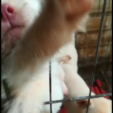 小下司犬牛年大吉，喜欢的来秒