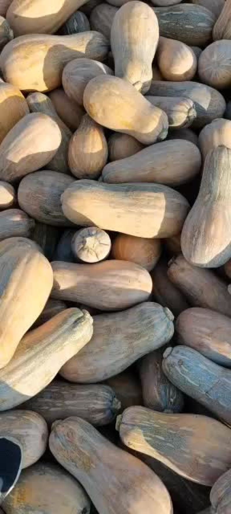 需要瓜的老板来订货了货源充足