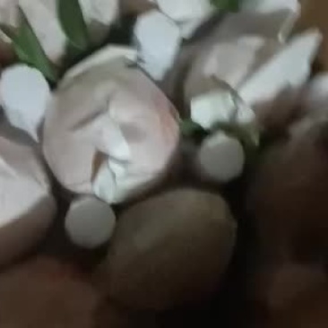 耙耙柑自己家种的耙耙果