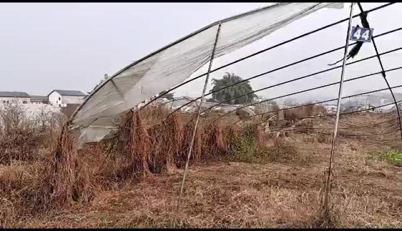 20亩土地出租适合种蔬菜