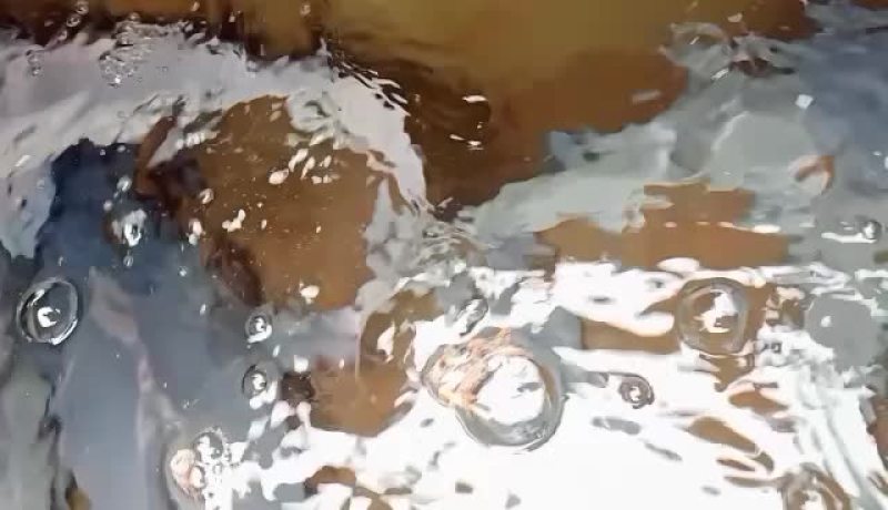 全生态大小生态江团鱼