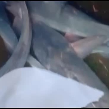 全生态大小生态江团鱼