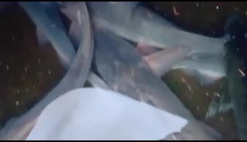 全生态大小生态江团鱼