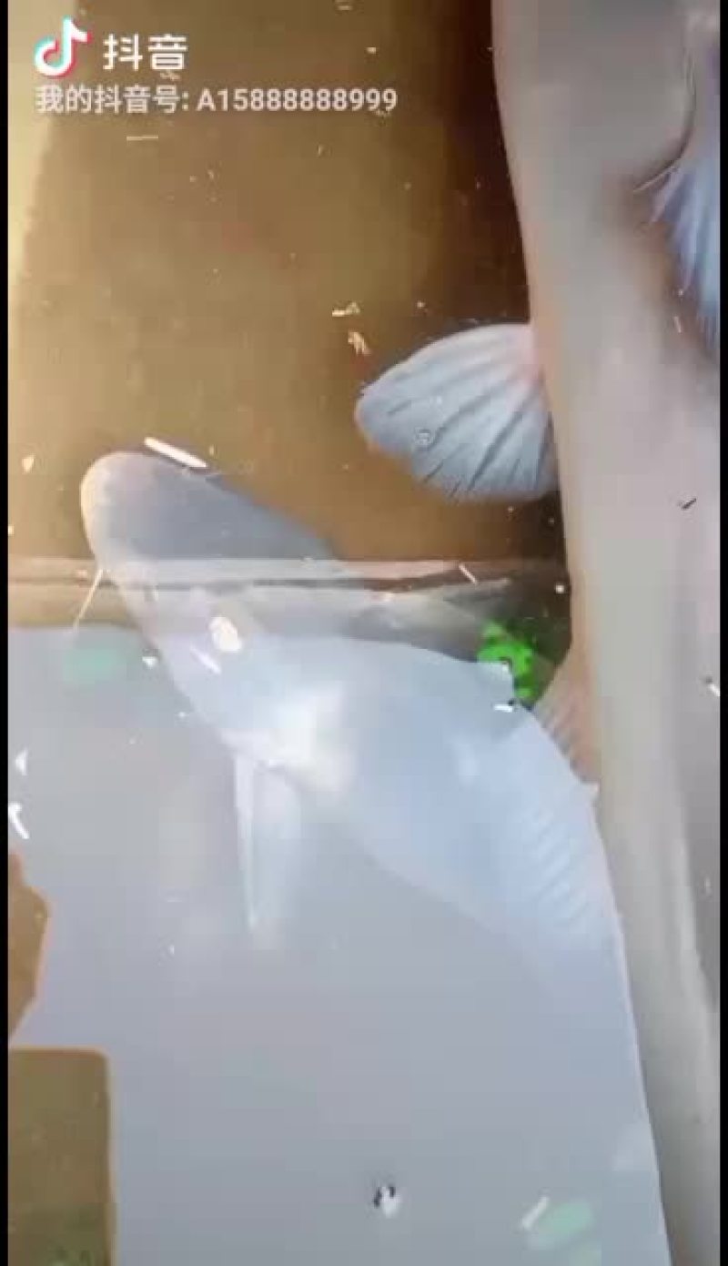 全生态大小生态江团鱼