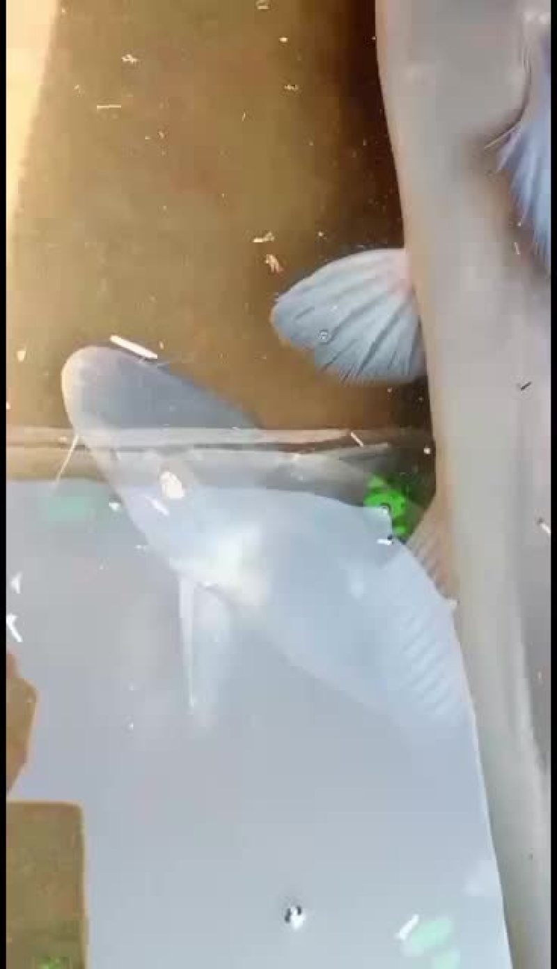 全生态大小生态江团鱼